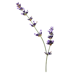 Aceite esencial de lavanda para acondicionador sólido.