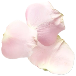 Extracto de rosas para la elaboración de jabón artesanal y shampoo sólido artesanal