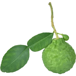 Extracto de Bergamota, ingrediente fresco para shampoo sólido