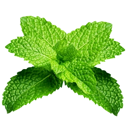 Aceite esencial de menta para shampoo sólido y acondicionador sólido